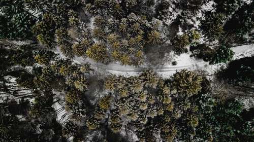 Forest Drone Landscape Air Trees Green Top Snow