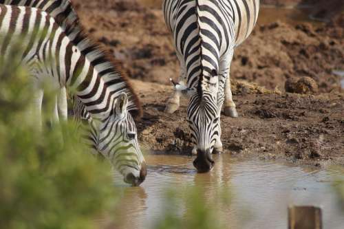 Zebra Water Hole Africa National Park Safari Drink
