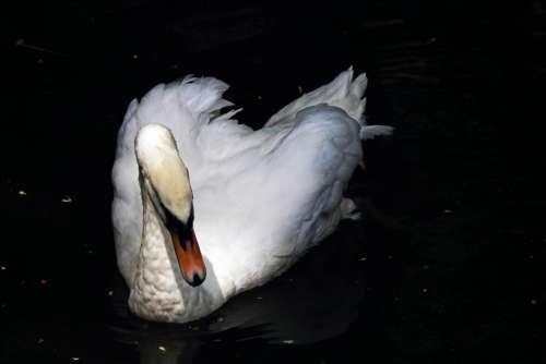 A White Swan On A Dark Pond