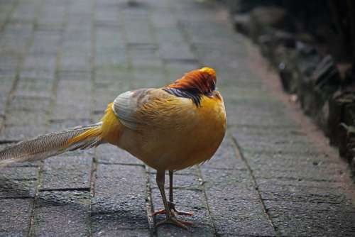 Golden Pheasant With Head Turned