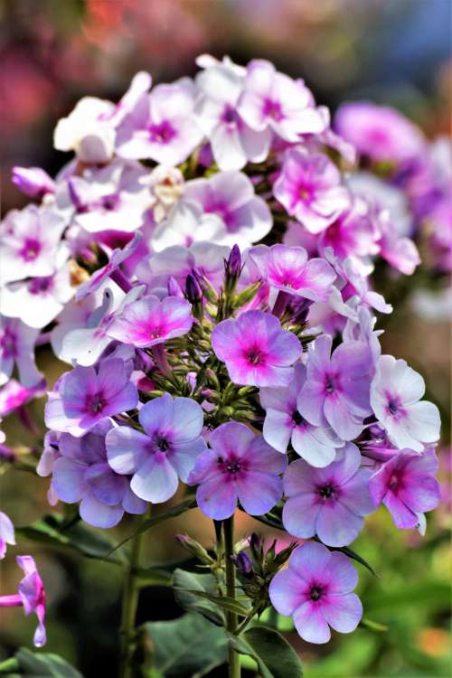 Pink Tall Phlox Flowers Close-up