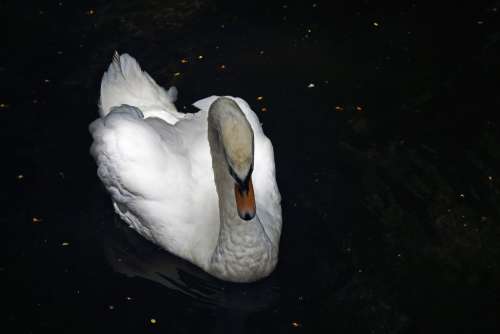 White Swan On A Dark Pond
