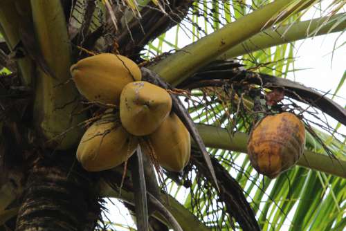 Coconut Tree