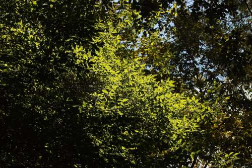 Sunlight On Foliage On Branches