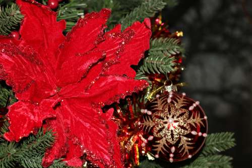 Poinsettia And Christmas Ball