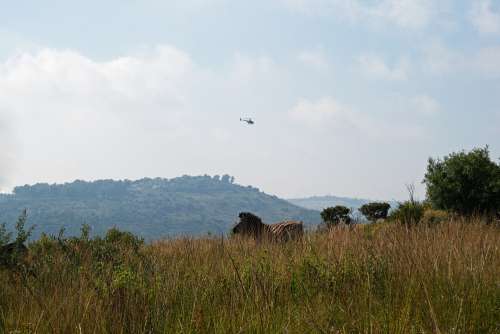 Burchell's Zebra On A Hill