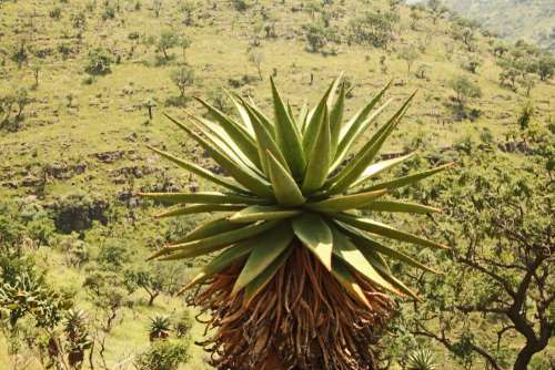 Green Aloe On Sloping Hill