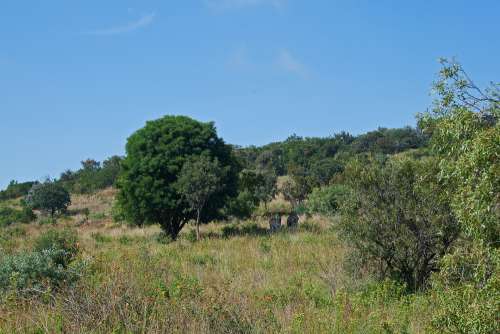 Burchell's Zebra In Tree Landscape