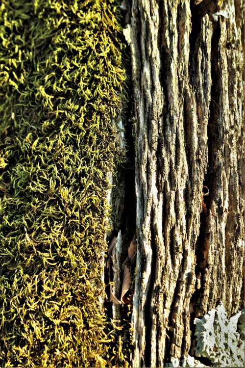 Moss And Tree Bark Abstract