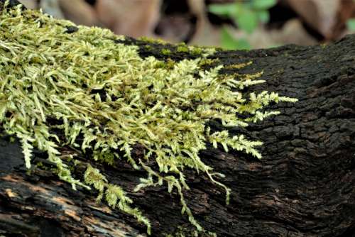 Moss On Black Tree Stump