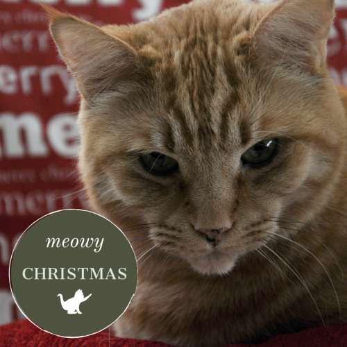 Meowy Christmas Cat
