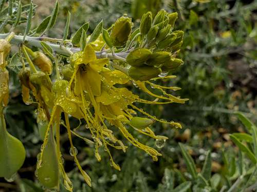 Wet Bladderpod Flower Yellow