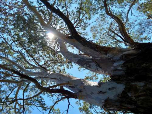 River Red Gum