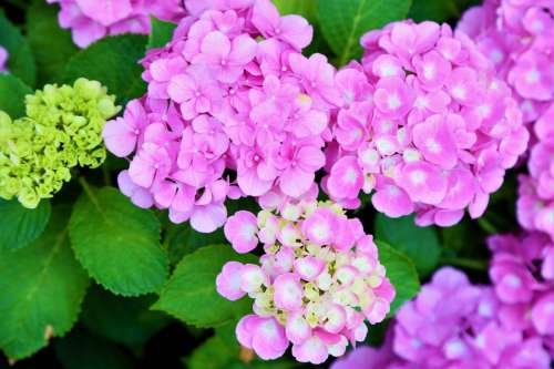 flowers spring nature plant colorful
