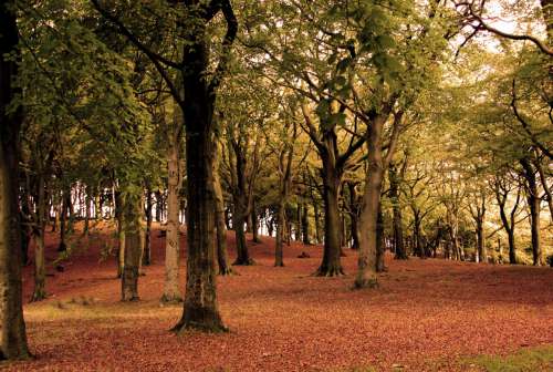 autumn tree natural landscape nature woodland