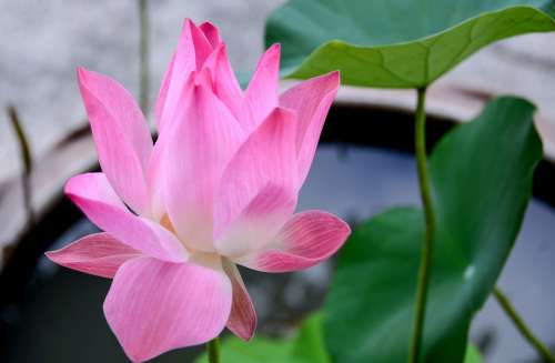 lotus flowers park flower flowering plant