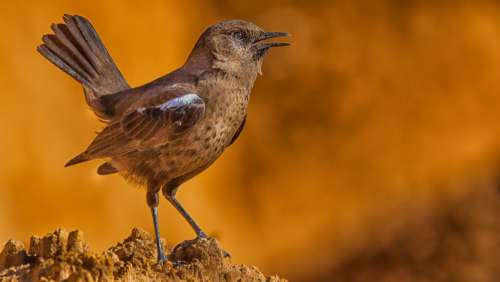 birds bird vertebrate beak wildlife
