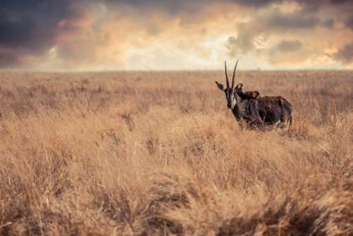 wildlife composites wildlife photography nature antelope