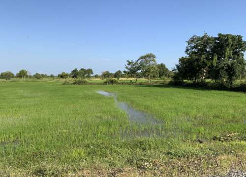 cambodia rice field grassland natural landscape