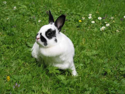 rabbit mammal domestic rabbit vertebrate Rabbits and Hares