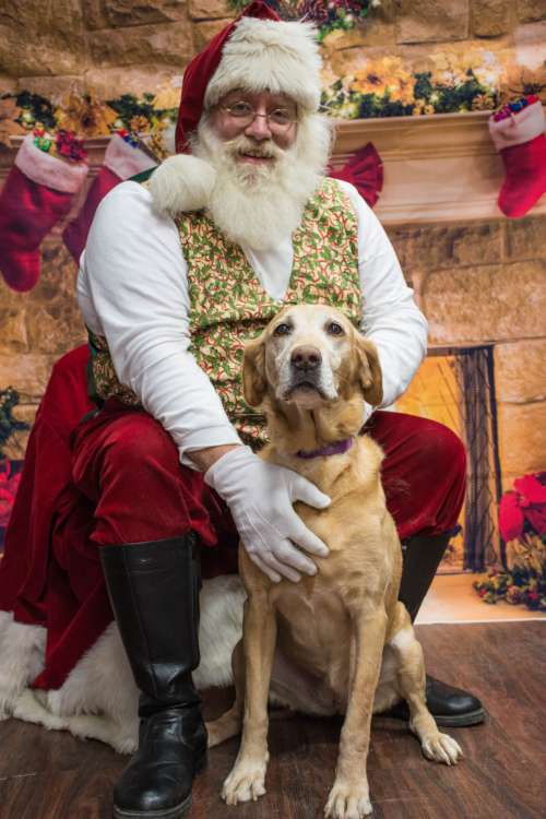 dog santa christmas adorable mammal