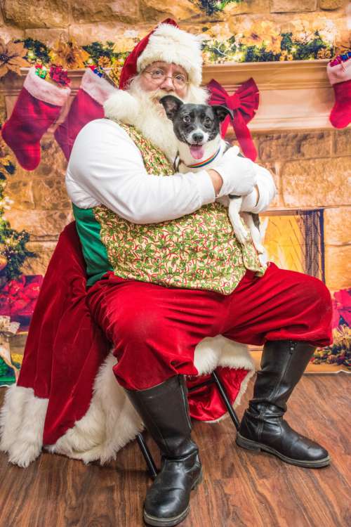 dogs santa christmas costume event