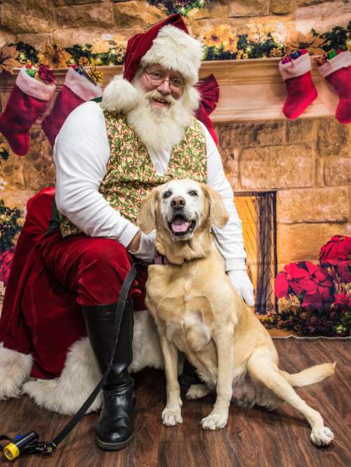 dogs santa christmas dog canidae