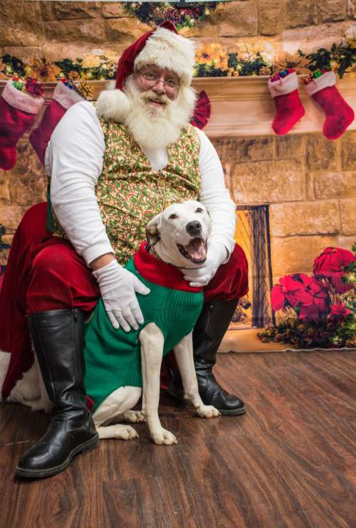 dogs santa christmas dog canidae