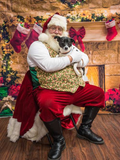 dogs santa christmas event canidae