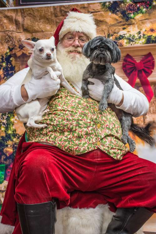 dogs santa love dog canidae