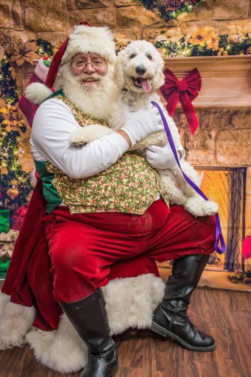 dogs santa love christmas santa claus