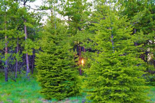 landscape greenery nature mountains forest