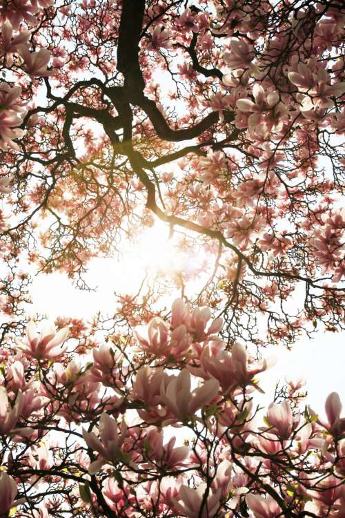 spring tree bloom blooming sunlight