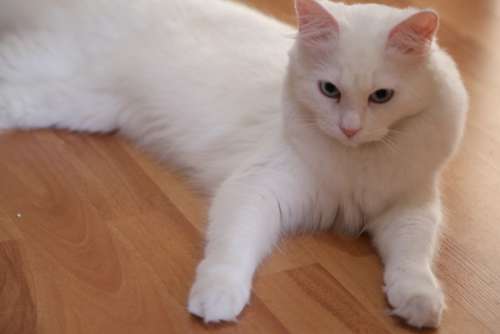 cat animal beautiful domesticated white