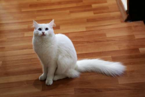 cat animal beautiful domesticated white