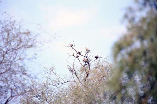 birds tree branch blossom spring