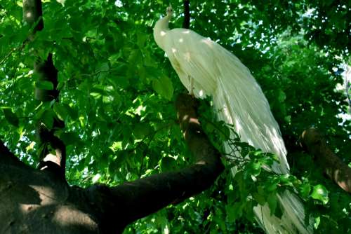 bird leaf green tree botany