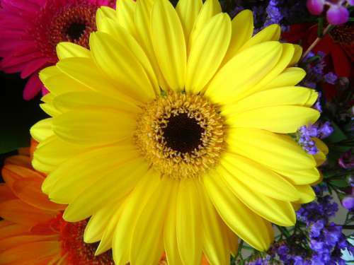 flower flowering plant petal barberton daisy gerbera