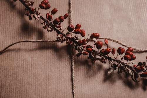 flower branch red twig plant