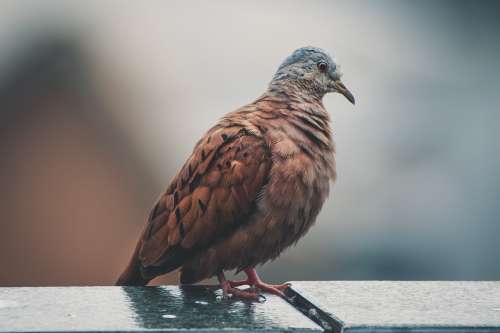 bird vertebrate beak pigeons and doves wildlife