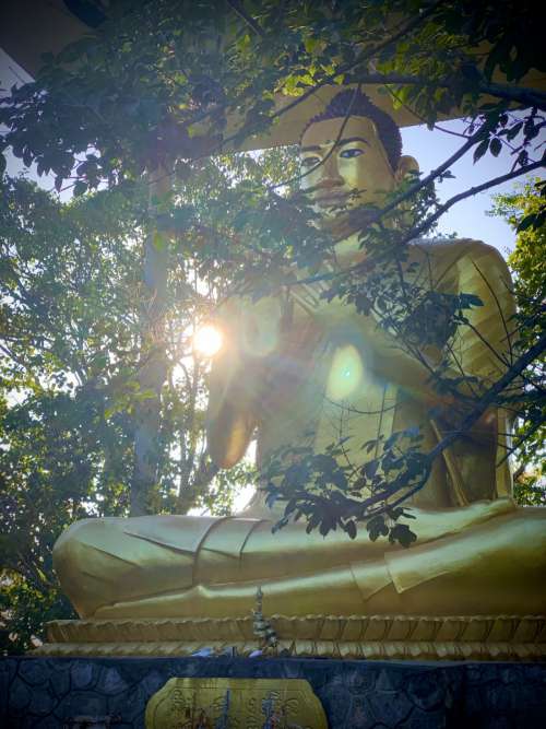 cambodia buddha light sunlight tree