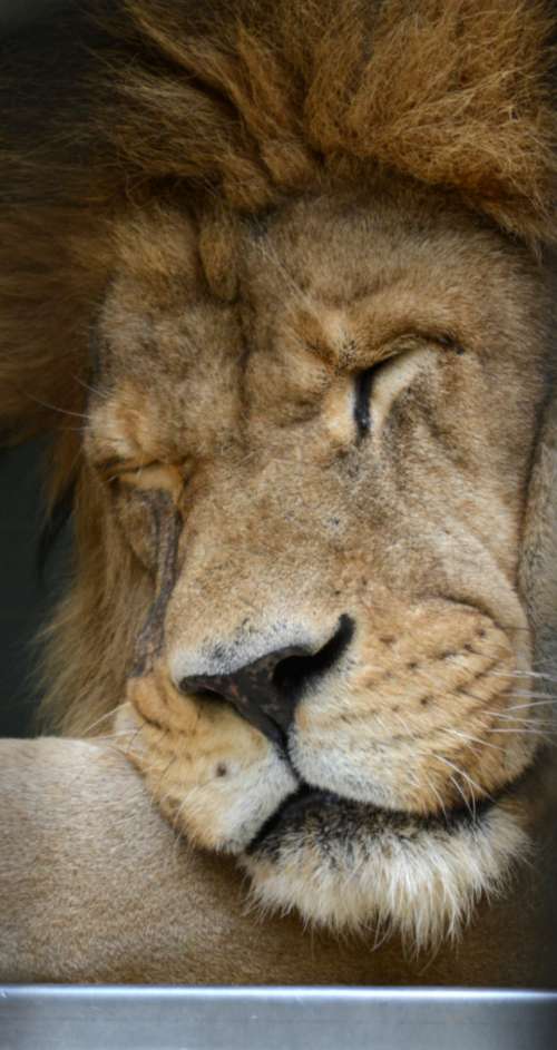 lion animal face close up portrait