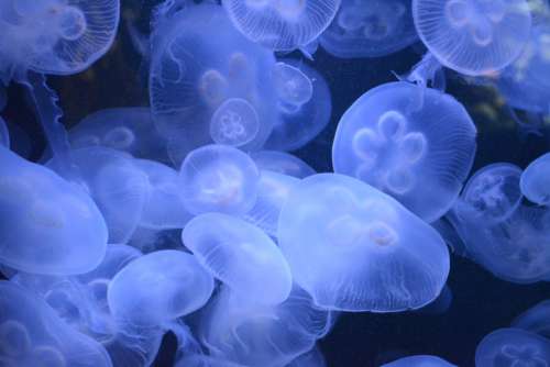 jellyfish blue texture water nature