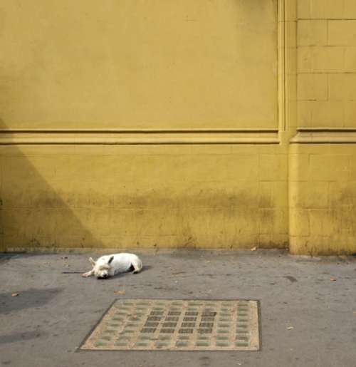 dog street city sleeping canine
