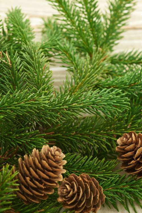 seasonal backgrounds christmas flat lay pine