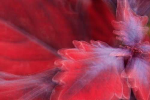 abstract flower background red petal