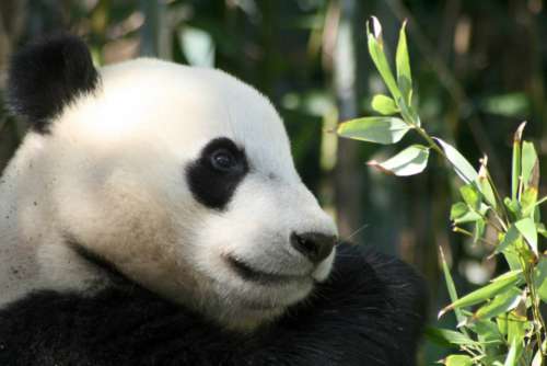 panda bear animal face eyes