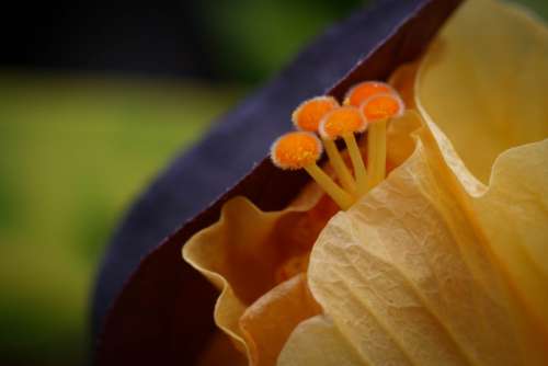 yellow flower macro close up abstract