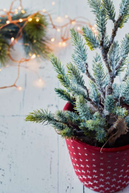 christmas tree background potted small