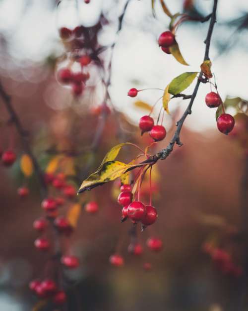 red berries tree branches autumn